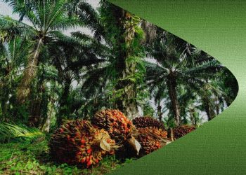 Mengenal Crude Palm Oil (CPO) DI Indonesia