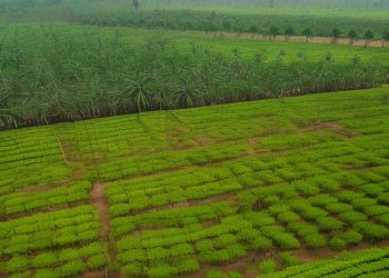 Analisis Mendalam Pakar Oleokimia, Irawan Tjindana, Terhadap Kontrak OLE01: Strategi Cerdas Hadapi Dinamika Pasar Global